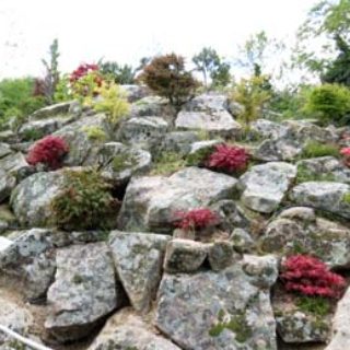 Colección de bonsáis de El Bosque Encantado, situado en San Martín de Valdeiglesias.