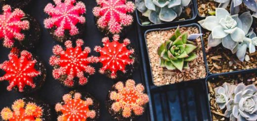 Injerto de cactus y plantas crasas.