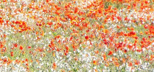Campo de amapolas y margaritas