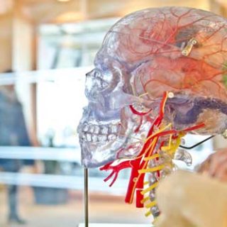 Investigaciones sobre el cerebro