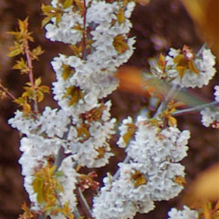 Cerezo en flor