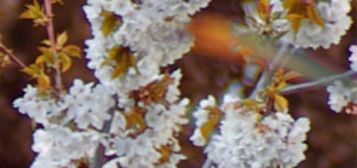 Cerezo en flor