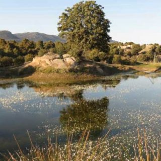 Charca de los Camorchos, en Hoyo de Manzanares