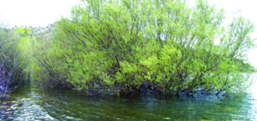 Embalse de Navacerrada