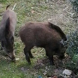 jabalíes en Torrelodones