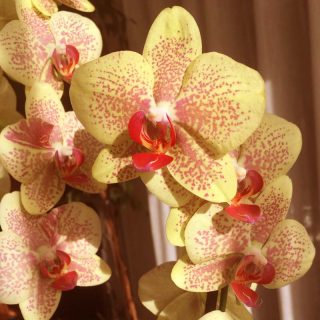 Orquídeas amarillas