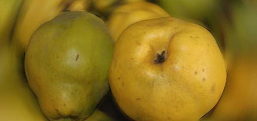 El pero, fruto típico de La Hiruela, Madrid